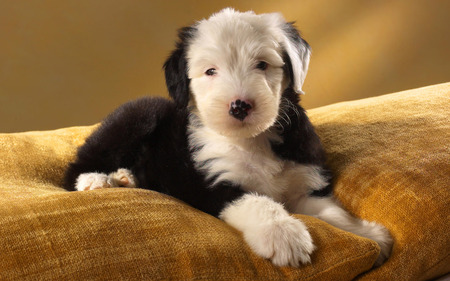 Black and white puppy - black, white, animal, dog, puppy, sweet