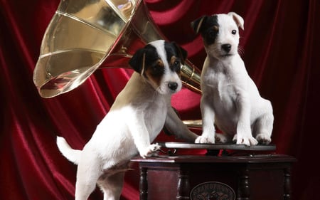 Dogs listening music - phonograph, puppy, dog, animal, music, sweet