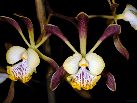 Encyclia-Alata - nature, alata, beautiful, flowers, flower