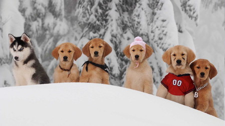 Snow Buddies Wallpaper - snow, famous puppies, puppies, golden retriever, snow buddies, siberian husky, husky puppy, animals, golden retriever puppy