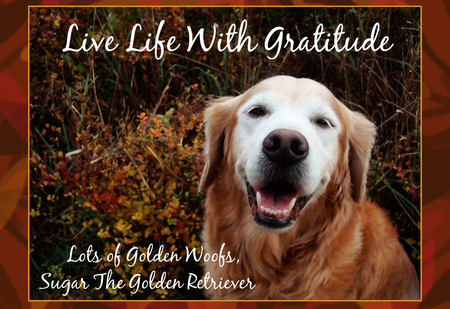 The Golden Retriever - fall, animals, puppies, golden retriever, nature