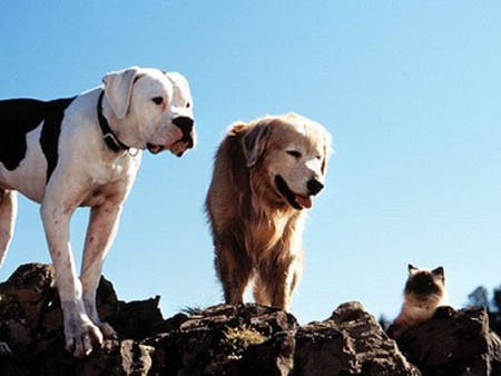 Homeward Bound The incredible Journey - bulldogs, golden retriever, animals, cats, famous dogs, little cats