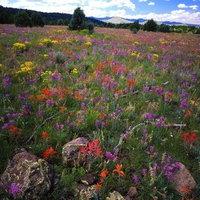 Field-Of-Locoweed-Paintbrush-And-Gold-Flower-Apache-Sitgreaves-National-Forest-Arizona