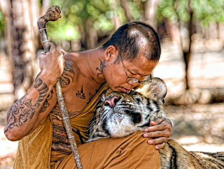 Harmony - whiskers, fur, trees, glasses, contentment, bangkok, peaceful, cuddle, spiritual, compassion, stripes, photograph, bonding, harmony, love, respect, gentleness, buddhist, tiger temple, peace, gentle, staff, monk, thailand, rest, blessing, temple tattoos, tiger