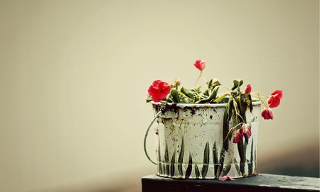 pot of flowers - nature, beauty, photography, flowers, still life