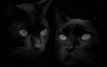 Mirror cat - animal, pair, black, cat