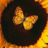 Yellow Butterfly on a Yellow Flower