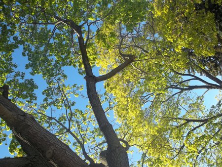 ... - sky, grass, trees, trunks