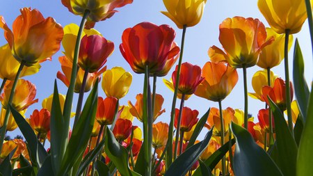 Mother Nature's Tulips - sky, stems, yellow, red, tulips, green, plants