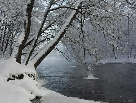 Winter Wonderland - white, water, river, stunning, branches, trees, snow, cold