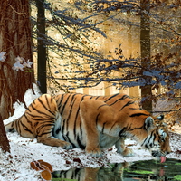 Winter tiger