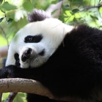 Adorable Panda