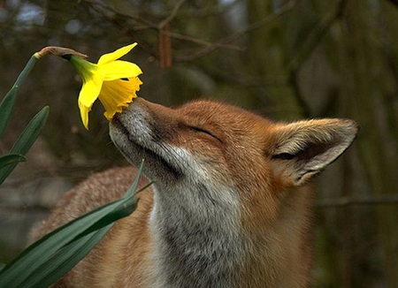 Scent - fox, ears, whiskers, fur, laeves, daffodil, animal, flower