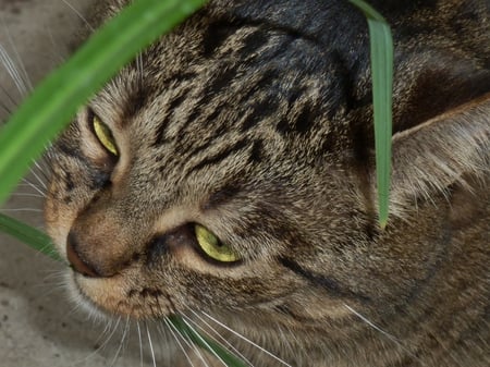 Dusky - tabby, brown tabby, pet, cat