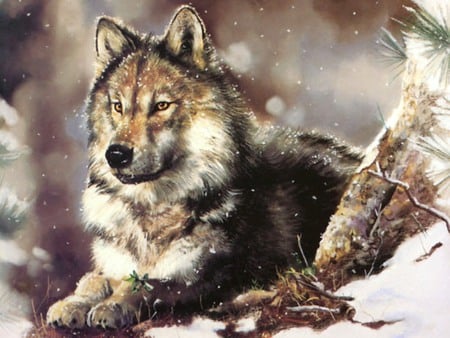 A WOLF IN SNOW - wolf, gorgeous, a, beautiful