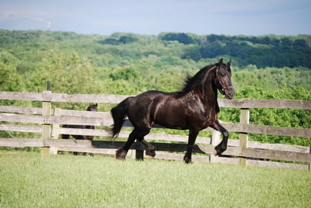 Friesian Galloping - nature, horses, black horses, friesians, animals