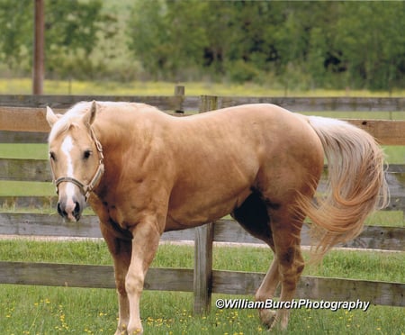 American Quarter Horse - horses, animals, american quarter horse, palomino, wild horses