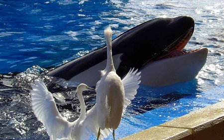 well hello there friend - whale, water, funny, friends, humor, birds