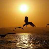 gulls at sunset