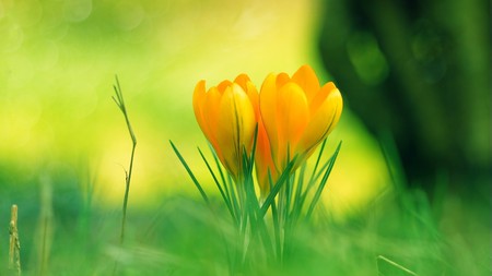 touch of yellow - beautiful, photography, photo, petals, tulip, flowers, nature, green, bright, field