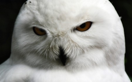 A REAL HOOTER DOESNT GIVE A HOOT - owl, face, closeup, gorgeous