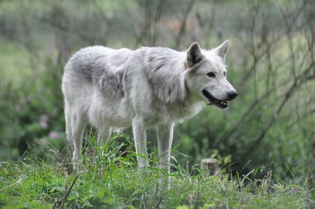 Gray Wolf - gray wolf, hunter, cunning, predator, beautiful, majestic, canine