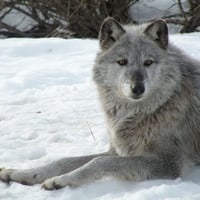 Gray Wolf in Winter for Kate