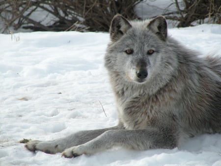 Gray Wolf in Winter for Kate - predator, cunning, winter, majestic, gray wolf, snow, beautiful, canine, hunter