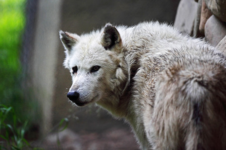 You talk'n to me?! - gray wolf, hunter, cunning, predator, beautiful, majestic, canine