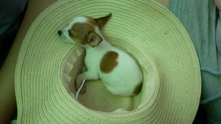 puppy in hat