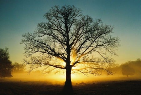 Tree - meaning, sunset, trees, life