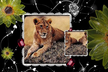 Lion And Jewels - lion framed, lion and jewels, lions, lion