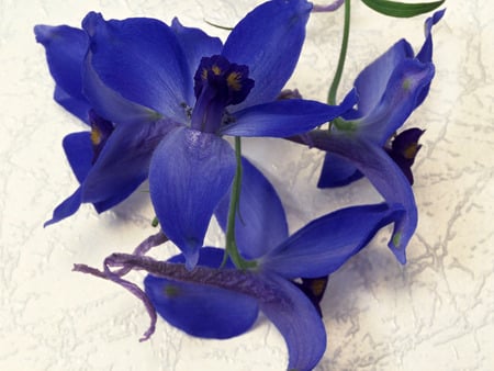 Blue Flowers - flowers, blue, beautiful, pictures, blooming