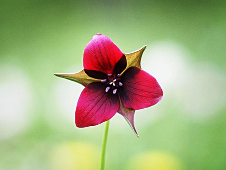 Red Trillium - red trillium, wildflower, green, red