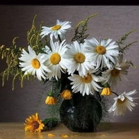 Daisies still life