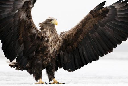 lord of the sky - bird, eagle, nature, lord, sky