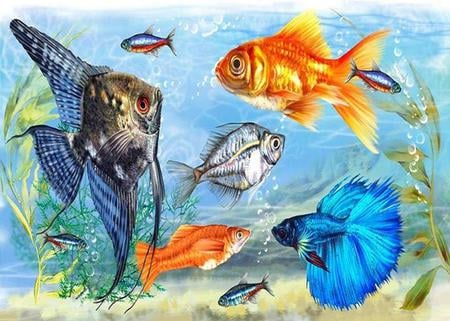 Strange Encounter - goldfish, tetra, aquarium, colourful, angel, fish, art, siamese