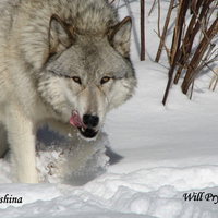 Grey Wolf