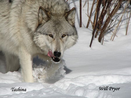 Grey Wolf - snow, grey wolf, animals, wolves