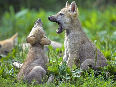 Young_Wolf_Cubs - dogs, wolfs, nice, young, animals