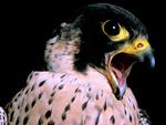 Peregrine_Falcon