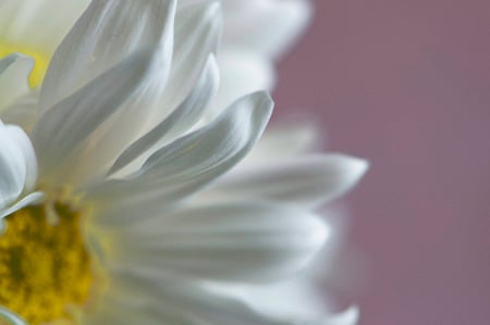 Soft Haze - macro, white flower, flowers, purple