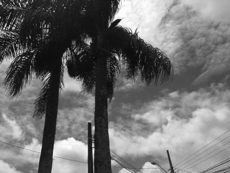 black n white - nature, tree, sun, sky