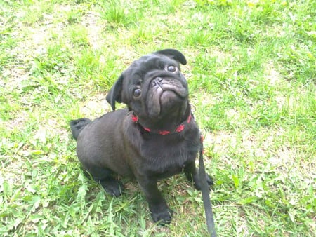 Black Pug - animals, nature, pug, dog