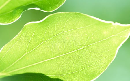 green leaf - nature, green, sammooor, leef