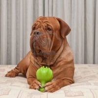 huge dog on bed with toy