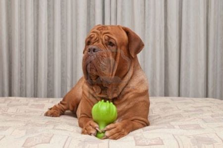 huge dog on bed with toy - canine, big, loveble, huge