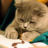 business kitty