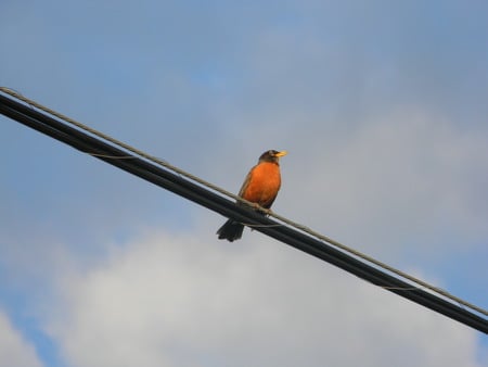 robin - nature, sky, robin, birds