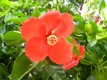 hibiscus - hibiscus, flower, nature, red